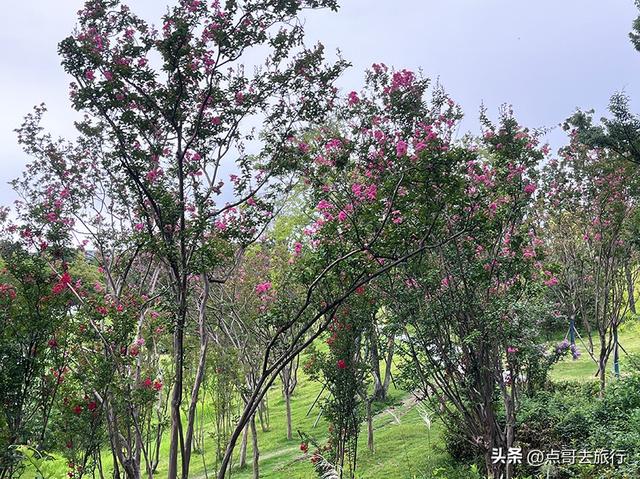 成都最近紫薇花公园，被严重低估，花开惊艳，地铁公交车直达！