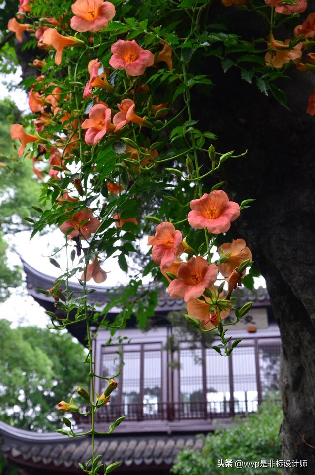 寄畅园一年之中介如峰最美的时候