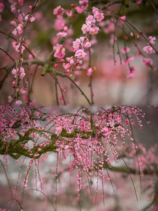 赏花 │ 去贵州农博园开启一场“寻梅之旅”！