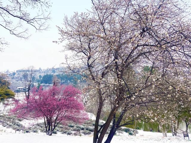 大寒至，雪满黄陂梅正香！