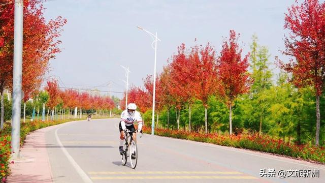 红枫公路、孤独的树......新洲这波秋日「隐藏款」，你知道几个？
