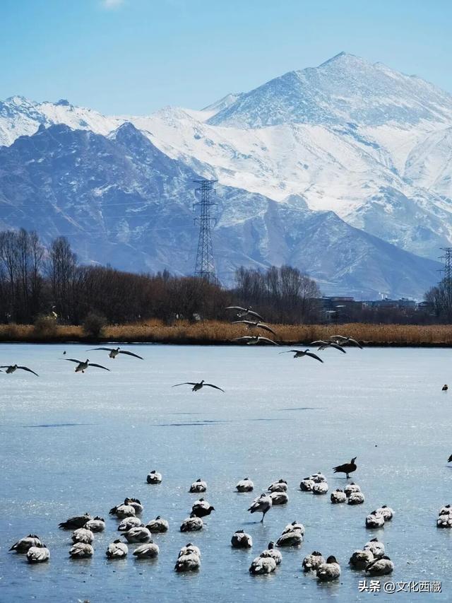 下次有朋友去拉萨，除了布达拉宫，请告诉他一定要逛逛这里