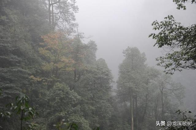 四川穆坪地区潮湿阴冷的环境，使得戴维身体受到很大影响