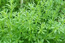 1种人见人厌的野草，却是珍贵药材，人称“八仙草”，有啥珍贵？图片