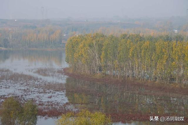 【图说岳乡】汤阴汤河国家湿地公园：初冬染彩 秋韵未歇