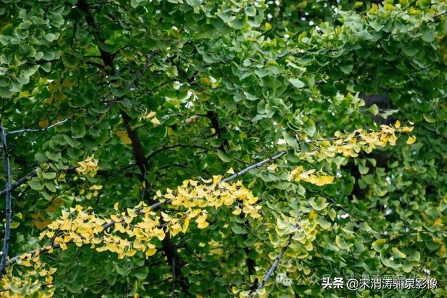 陕西渭南：街头秋色渐渐有了起色