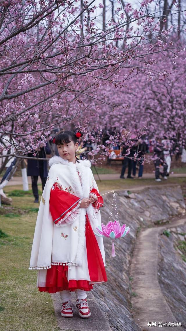 每日一景|寒意未消春意先至 南京中山植物园早樱绽放迎游人