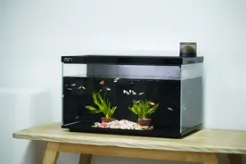 当贝智能鱼缸 1 Ultra评测：你的全能AI养鱼助理图片