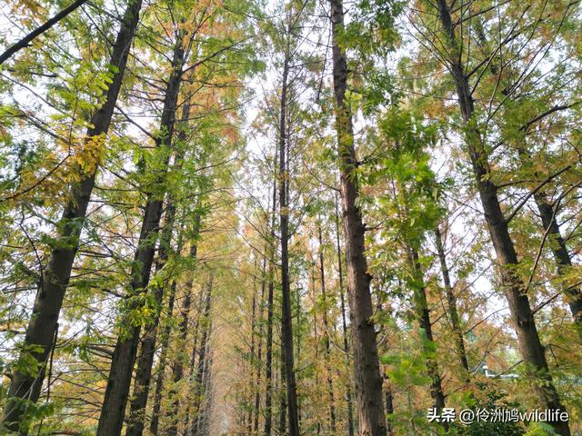 成都徒步（71）·昭觉寺银杏&升仙湖水杉
