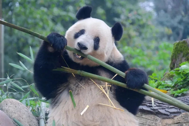 和大熊猫贴贴这一块，雅安还是太权威了！