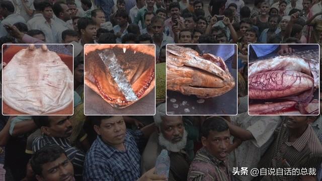 南澳鱼胶 2026年南澳鱼胶批发市场地址