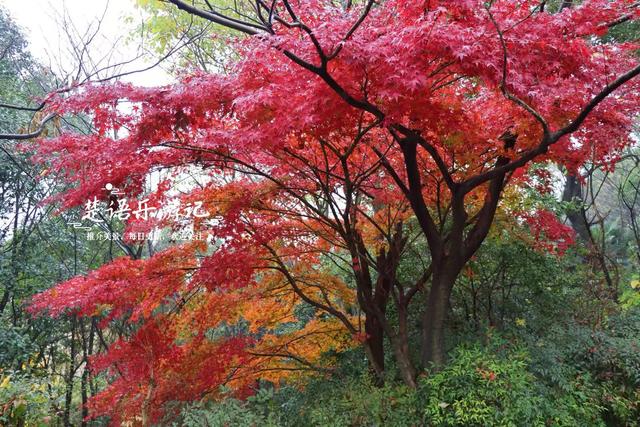 绍兴上虞的绚丽秋色，堪称封神的红枫园林胜境，比风景油画还要美