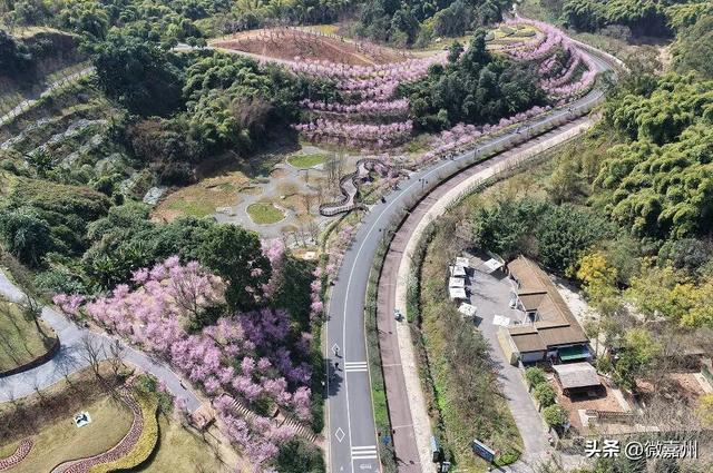 春到嘉州｜春意盎然美人梅 绿心公园“海棠盛景”邀您共赏