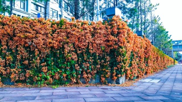 弥勒炮仗花瀑布，太出片了！多个打卡点→