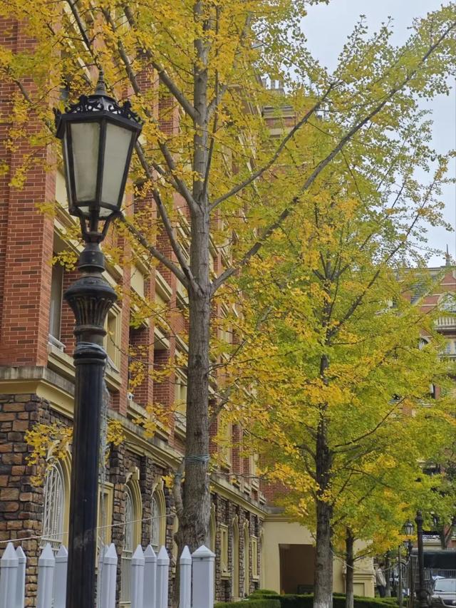 抬头！在寒冷的冬天再欣赏欣赏科院的秋吧