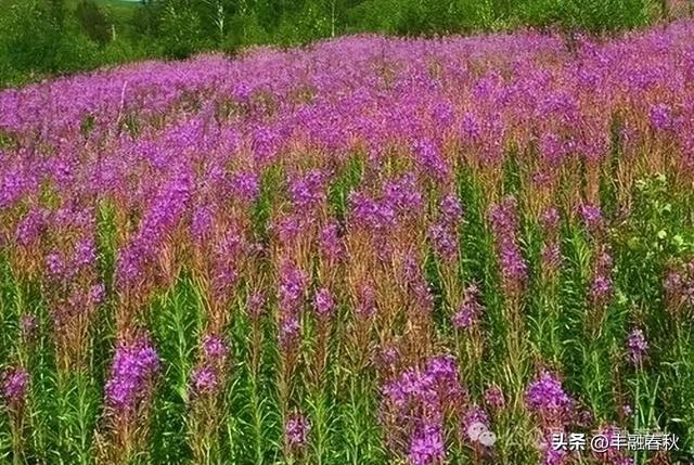 内蒙古高原上绽放的柳兰花｜李 芳