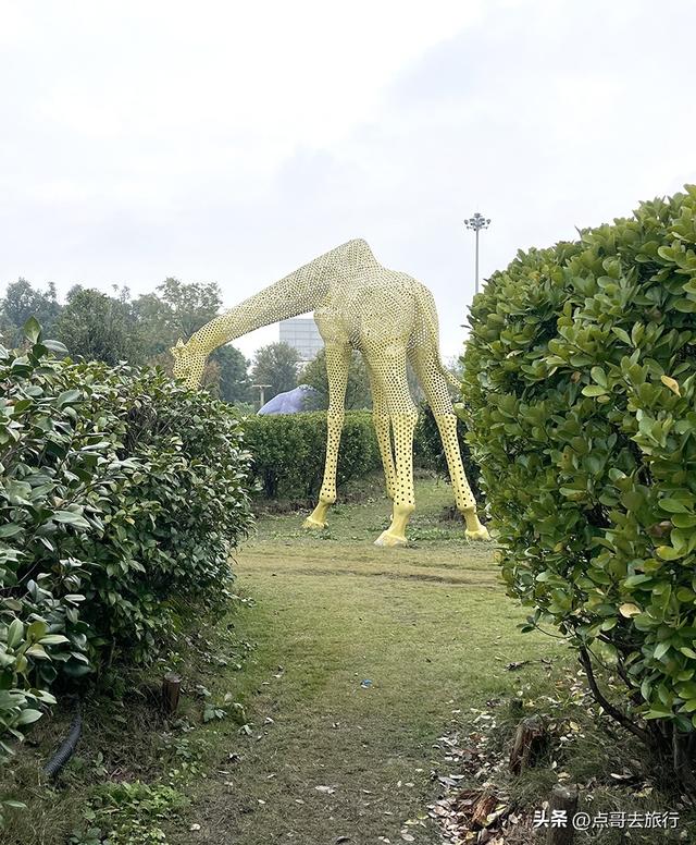 成都市区最美芙蓉花，王者风范，植物迷宫更是惊艳，不要门票！