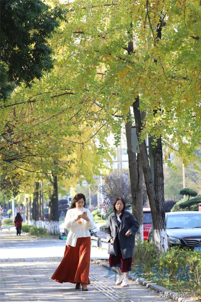 临邛古城银杏季,从浅黄到满树的鎏金,阳光温柔绵长