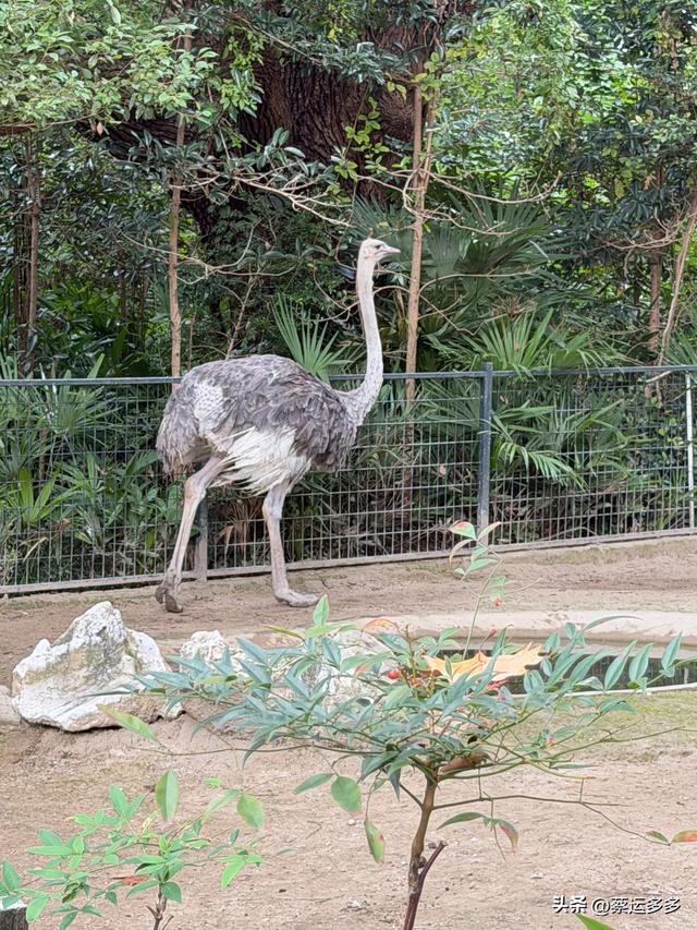上海动物园的高颜值图鉴