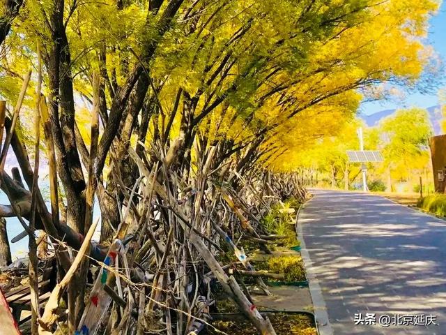 延庆的金色浪漫,就在——