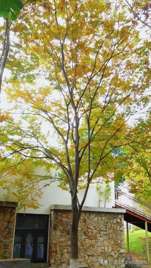 啊“秋”，彩林已上线，快收下这份斑斓！