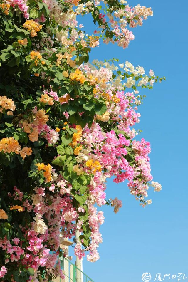 厦门又一网红出片点位,上新!美成偶像剧取景地→