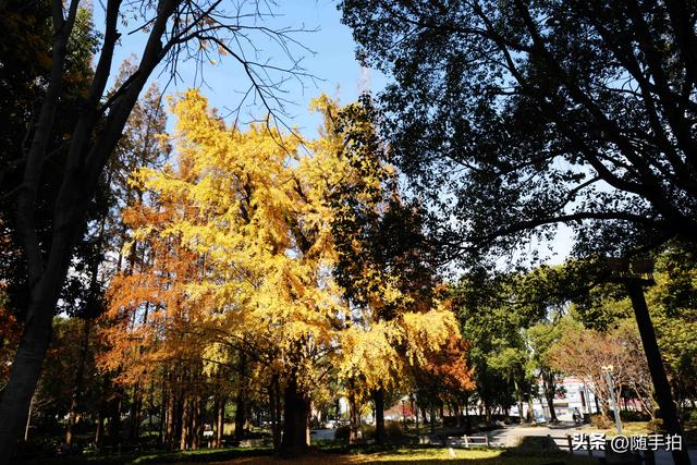 又是一年银杏璀璨时,上海闵行一棵300余年古银杏树进入醉美时刻