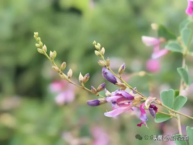 这处以玻璃栈道、落日观景和悬崖木亭而闻名的网红地,你可去过