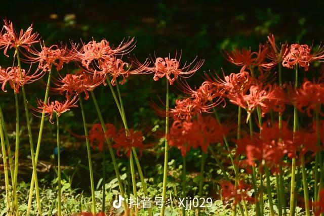 汉中这片彼岸花已进入最佳观赏期！