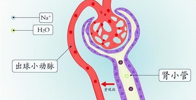 养肾如养根，肾不好的建议多吃这6样食物，强肾益精气