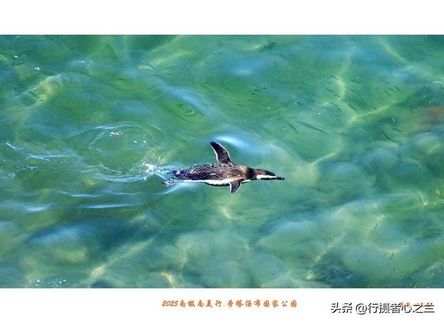 南极南美三国行游影记（79）—阿根廷旁塔汤布国家公园（六）