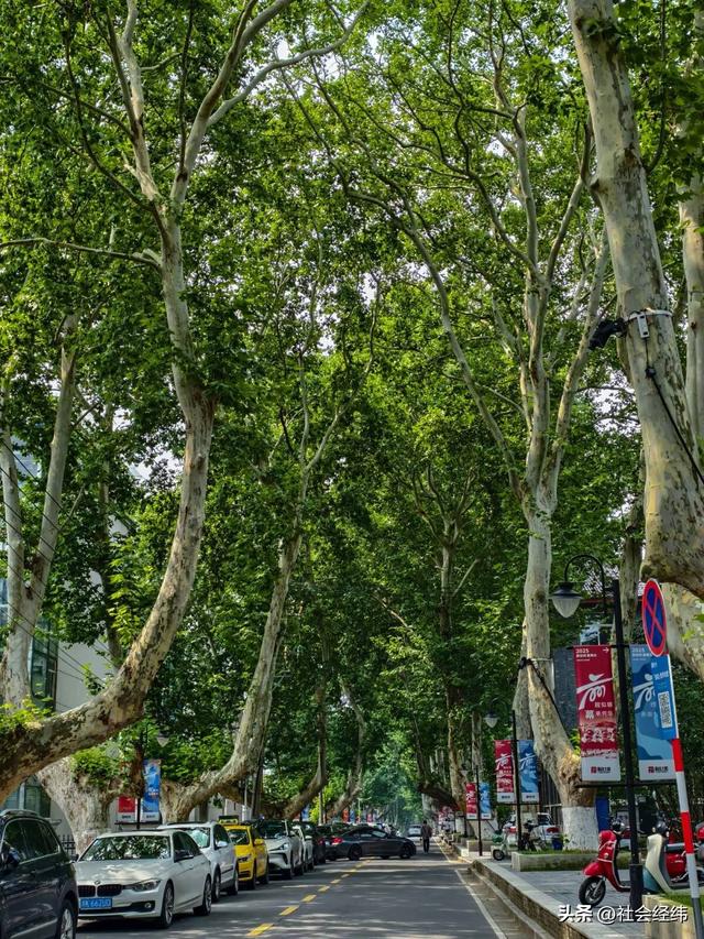 中山陵畔藏绿意：博爱园里，读懂 “天下为公” 的城市温度