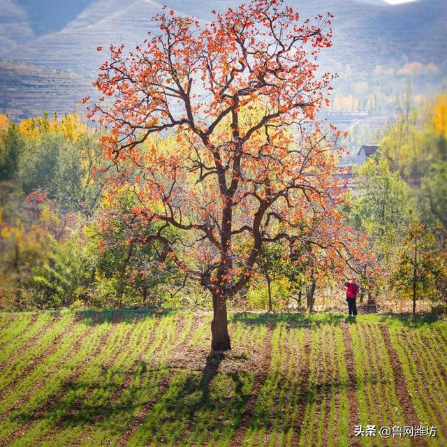 秋天的潍坊，是谁惊艳你的朋友圈？