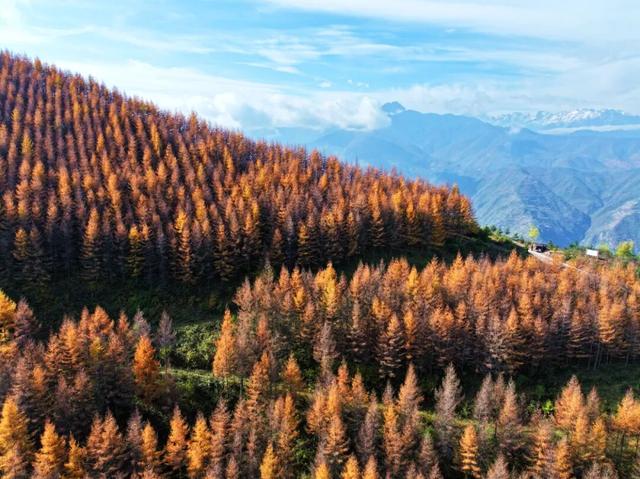 毛羽山，万亩松林鎏金。