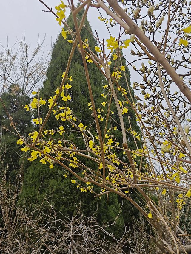 《让花成花》