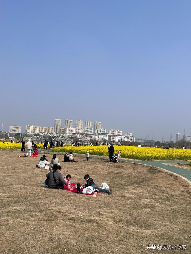 南昌马兰圩湿地公园郁金香花盛开，赏花圣地！