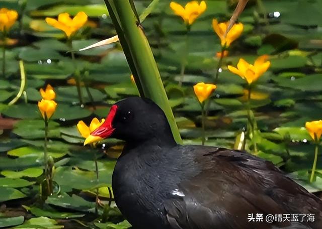 “新晋”——西安中亚公园——“荇菜花海”——晌午前寻芳踪！