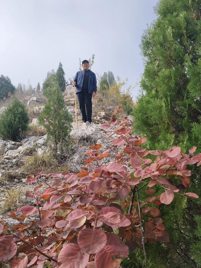 去博山盆泉张丹顶赏红叶