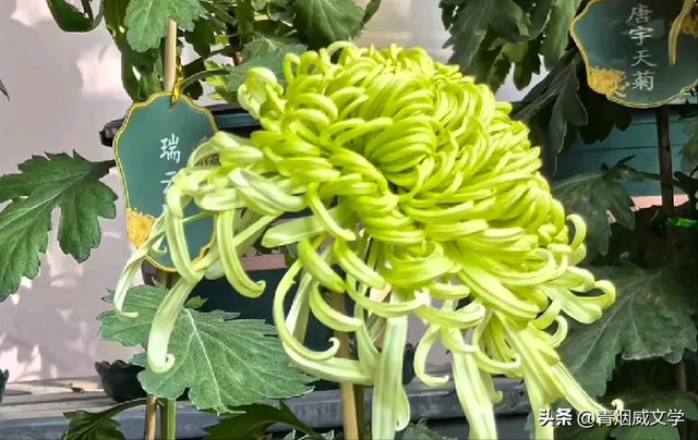 趵突菊韵 锦绣泉城