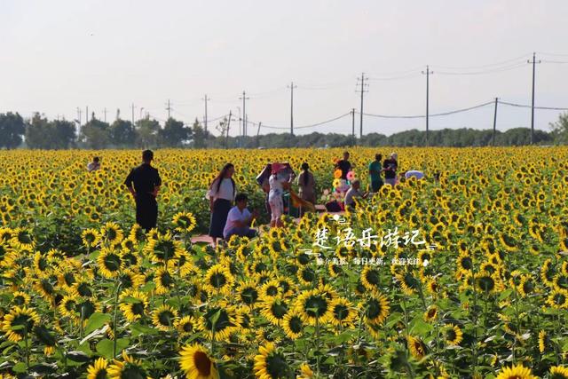 宁波慈溪的向日葵花海火了，被誉为海边滩涂的梵高画境，正值花季