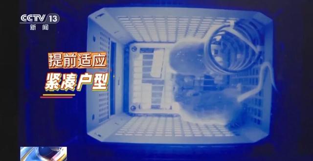 小鼠“航天员”魔鬼训练画面曝光