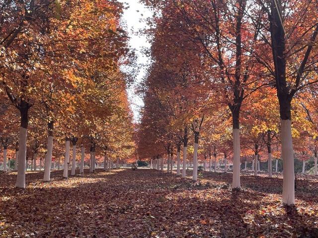 大美六合老虎岗枫叶绝美