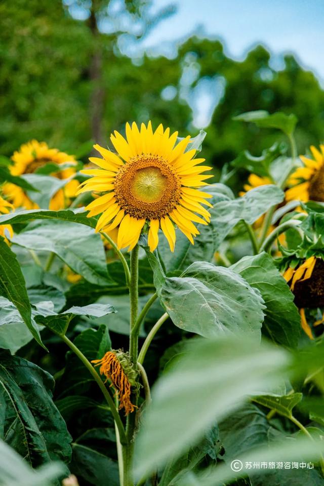 夏日清晨，在桐泾公园邂逅向日葵花海与童话小屋