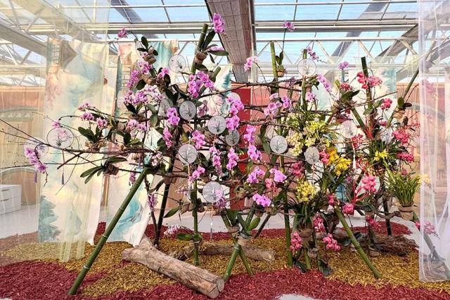 来逛超大冬日花果游园会，2026北京兰花文化嘉年华在昌平开幕 | 动态