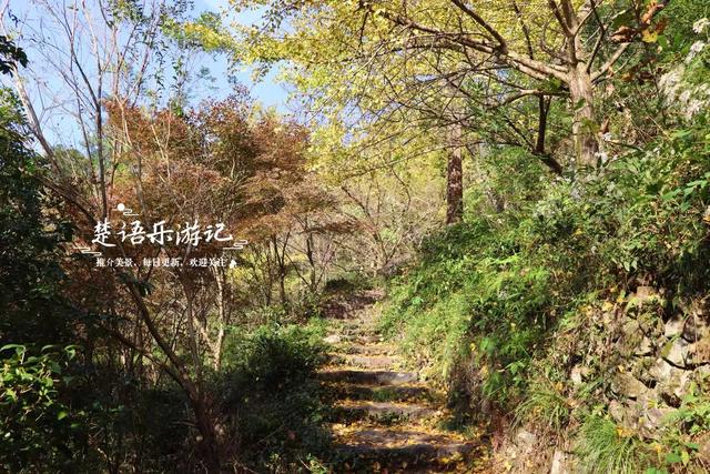 浙江宁波这片风景又火了，银杏林开始进入最佳观赏季，千万别错过