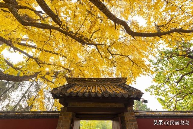 十大银杏观赏地之一的山东浮来山真的黄了！