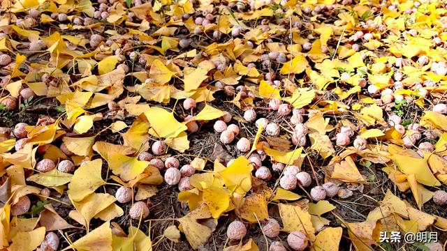 分享你最快捷去黄河千亩银杏林的路线