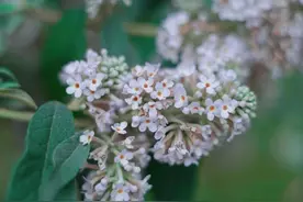 密蒙花又叫染饭花，九里香，明目草，广西人三月三采来做七彩饭图片