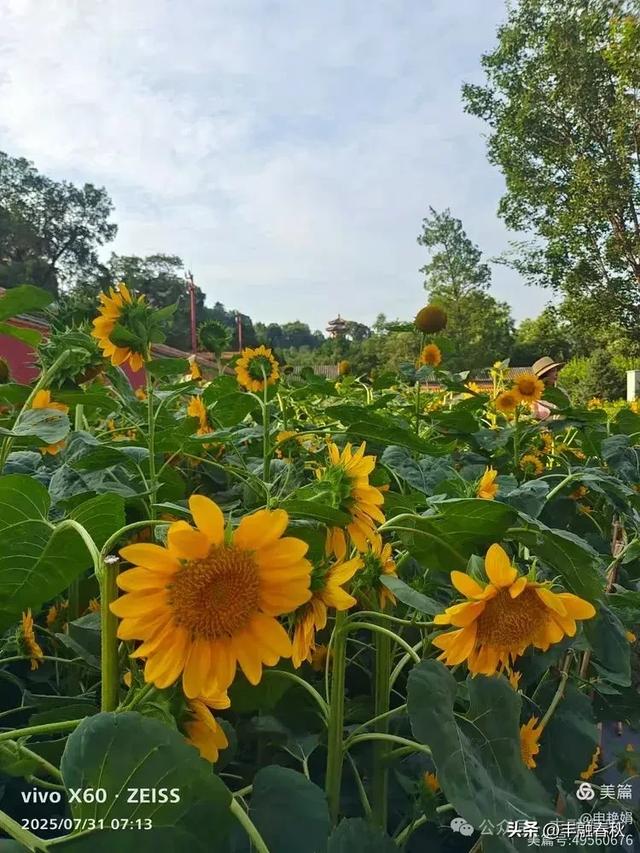 北京景山公园向日葵花海,夏日盛景| 申艳娟