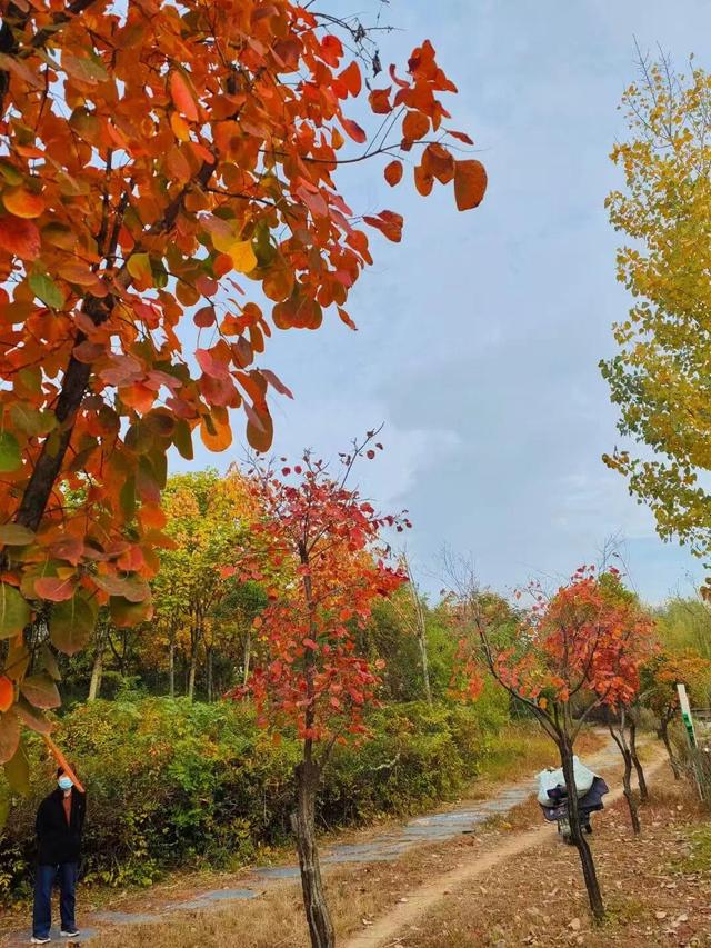 初冬味道！森林公园景色如诗如画，快来感受五彩缤纷的美丽画卷！